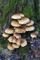 Honey Fungus (Armillaria mellea) mushrooms on tree, Germany