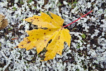 Sugar Maple (Acer saccharum) leaf on snow-covered ground, Germany
