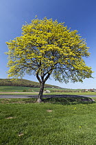 Norway Maple (Acer platanoides) flowering next to road, Germany