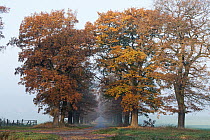 English Oak (Quercus robur) alley in autumn, Hessen, Germany