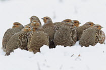 European Partridge (Perdix perdix) covey huddling together for warmth in snow, Germany