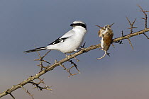 Great Grey Shrike (Lanius excubitor) with impaled mouse prey on thorn bush branch, Germany