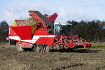 Sugar Beet (Beta vulgaris) harvesting machine, Denmark
