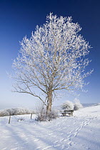 Gray Poplar (Populus canescens) covered in hoar frost, Germany