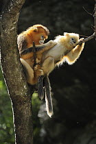 Golden Snub-nosed Monkey (Rhinopithecus roxellana) mother grooming young, Qinling Mountains, Shaanxi, China