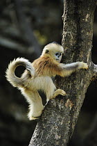 Golden Snub-nosed Monkey (Rhinopithecus roxellana) young climbing tree, Qinling Mountains, Shaanxi, China