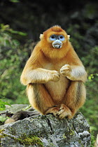 Golden Snub-nosed Monkey (Rhinopithecus roxellana) female, Qinling Mountains, Shaanxi, China