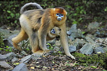 Golden Snub-nosed Monkey (Rhinopithecus roxellana) mother with young, Qinling Mountains, Shaanxi, China