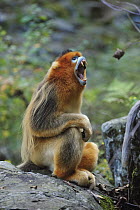 Golden Snub-nosed Monkey (Rhinopithecus roxellana) male in threat display, Qinling Mountains, Shaanxi, China