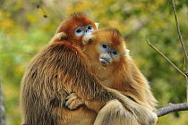 Golden Snub-nosed Monkey (Rhinopithecus roxellana) females huddling for warmth, Qinling Mountains, Shaanxi, China