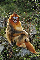 Golden Snub-nosed Monkey (Rhinopithecus roxellana) male in threat display, Qinling Mountains, Shaanxi, China