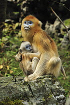 Golden Snub-nosed Monkey (Rhinopithecus roxellana) mother nursing young, Qinling Mountains, Shaanxi, China
