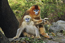 Golden Snub-nosed Monkey (Rhinopithecus roxellana) mother grooming herself with juvenile, Qinling Mountains, Shaanxi, China