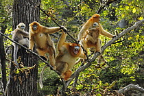 Golden Snub-nosed Monkey (Rhinopithecus roxellana) troop, male defending females and young, Qinling Mountains, Shaanxi, China