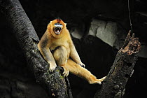 Golden Snub-nosed Monkey (Rhinopithecus roxellana) in threat display, Qinling Mountains, Shaanxi, China