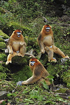 Golden Snub-nosed Monkey (Rhinopithecus roxellana) males in threat display, Qinling Mountains, Shaanxi, China