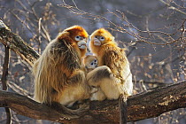 Golden Snub-nosed Monkey (Rhinopithecus roxellana) family, Qinling Mountains, Shaanxi, China