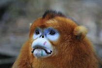 Golden Snub-nosed Monkey (Rhinopithecus roxellana) male with scientific marking on nose, Qinling Mountains, Shaanxi, China