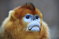 Golden Snub-nosed Monkey (Rhinopithecus roxellana) male, Qinling Mountains, Shaanxi, China