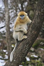 Golden Snub-nosed Monkey (Rhinopithecus roxellana) juvenile in tree, Qinling Mountains, Shaanxi, China