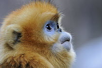 Golden Snub-nosed Monkey (Rhinopithecus roxellana), Qinling Mountains, Shaanxi, China