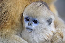 Golden Snub-nosed Monkey (Rhinopithecus roxellana) young hugged by mother, Qinling Mountains, Shaanxi, China