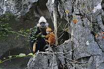 White-headed Black Leaf Langur (Trachypithecus poliocephalus leucocephalus) mother with young on limestone karst cliff, Guangxi, China