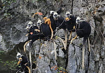 White-headed Black Leaf Langur (Trachypithecus poliocephalus leucocephalus) troop with females with young on limestone karst cliff, Guangxi, China
