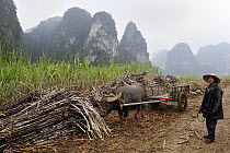 Water Buffalo (Bubalus arnee) used by farmer to collect sugarcane, Guangxi, China