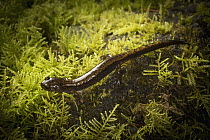 Dunn's Salamander (Plethodon dunni), Forest Park, Portland, Oregon