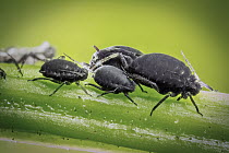 Black Bean Aphid (Aphis fabae) feeding on stem in garden, western Oregon