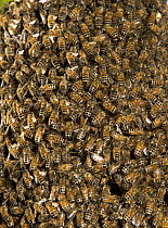 Honey Bee (Apis mellifera) swarm on tree in urban yard, Portland, Oregon