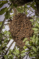 Honey Bee (Apis mellifera) swarm in tree in urban yard, Portland, Oregon
