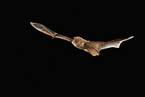 Eastern Red Bat (Lasiurus borealis) flying, Cherokee National Forest, Tennessee
