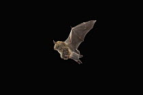 Northern Long-eared Bat (Myotis septentrionalis) pregnant female flying, Cherokee National Forest, Tennessee