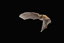 Northern Long-eared Bat (Myotis septentrionalis) female flying, Cherokee National Forest, Tennessee
