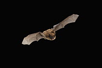 Eastern Small-footed Myotis (Myotis leibii) flying, Cherokee National Forest, Tennessee