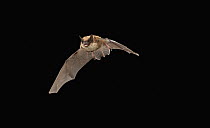 Eastern Small-footed Myotis (Myotis leibii) flying, Cherokee National Forest, Tennessee