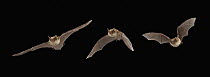 Northern Long-eared Bat (Myotis septentrionalis) male flying, Cherokee National Forest, Tennessee, digital composite