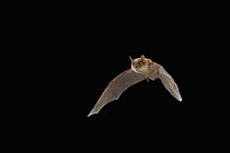 Northern Long-eared Bat (Myotis septentrionalis) male flying, Cherokee National Forest, Tennessee, sequence 2 of 3