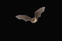 Northern Long-eared Bat (Myotis septentrionalis) male flying, Cherokee National Forest, Tennessee, sequence 3 of 3