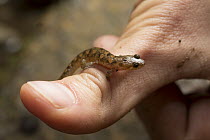 Spotted Dusky Salamander (Desmognathus conanti) on finger, Cherokee National Forest, Tennessee