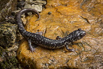 Northern Slimy Salamander (Plethodon glutinosus) at night, Cherokee National Forest, Tennessee