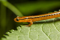 Blue Ridge Two-lined Salamander (Eurycea wilderae), Cherokee National Forest, Tennessee