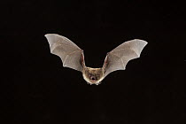 Northern Long-eared Bat (Myotis septentrionalis) female flying, Cherokee National Forest, Tennessee