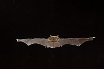 Northern Long-eared Bat (Myotis septentrionalis) female from behind, flying, Cherokee National Forest, Tennessee