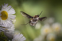 Greater Bee Fly (Bombylius major) flying, Cherokee National Forest, Tennessee