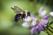 Bumblebee (Bombus impatiens) flying, Cherokee National Forest, Tennessee