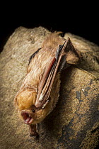 Eastern Red Bat (Lasiurus borealis) roosting, Cherokee National Forest, Tennessee