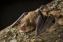 Northern Long-eared Bat (Myotis septentrionalis) male on birch tree, Cherokee National Forest, Tennessee